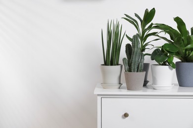 Photo of Green houseplants in pots on chest of drawers near white wall, space for text