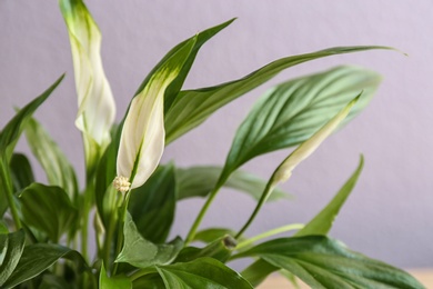 Photo of Flowers and leaves of peace lily on color background, closeup. Space for text