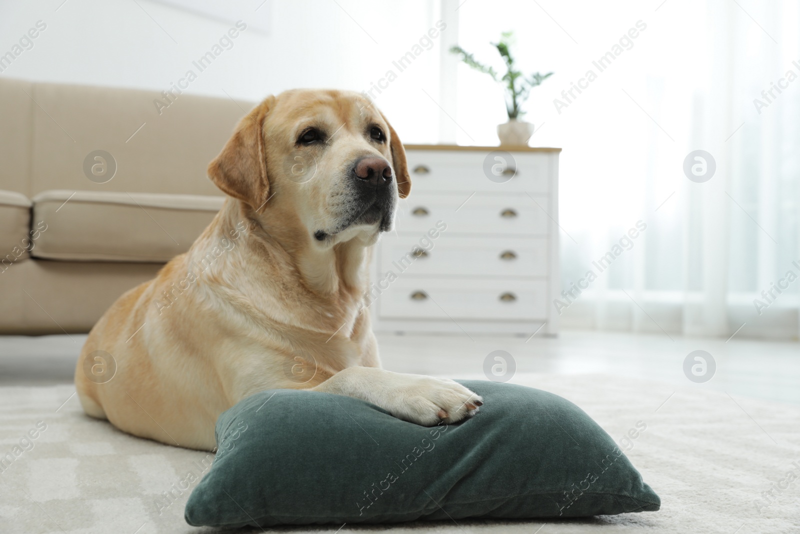 Photo of Yellow labrador retriever with pillow lying on floor indoors