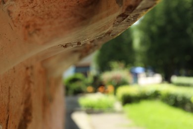 Photo of Cobweb and spider on old building outdoors, closeup. Space for text