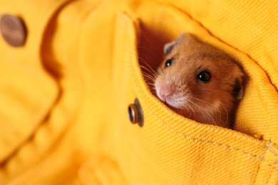 Photo of Cute little hamster in pocket of yellow shirt, closeup. Space for text
