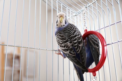 Photo of Beautiful light blue parrot in cage indoors. Cute pet