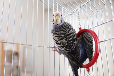 Beautiful light blue parrot in cage indoors. Cute pet