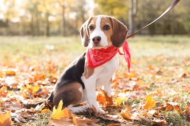 Photo of Cute Beagle in park on autumn day. Dog walking