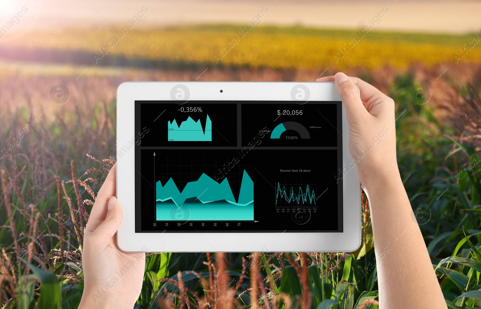 Image of Modern agriculture. Woman with tablet in corn field, closeup