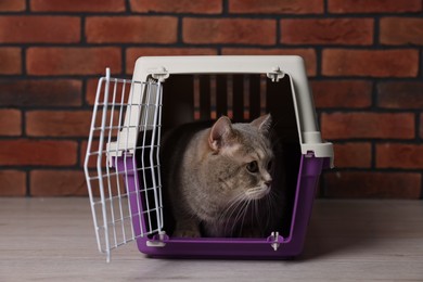 Photo of Travel with pet. Cute cat in carrier on floor near brick wall