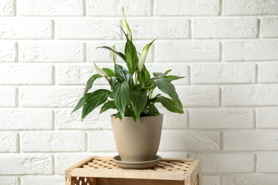 Photo of Beautiful blooming spathiphyllum in pot on table near brick wall. Home plant
