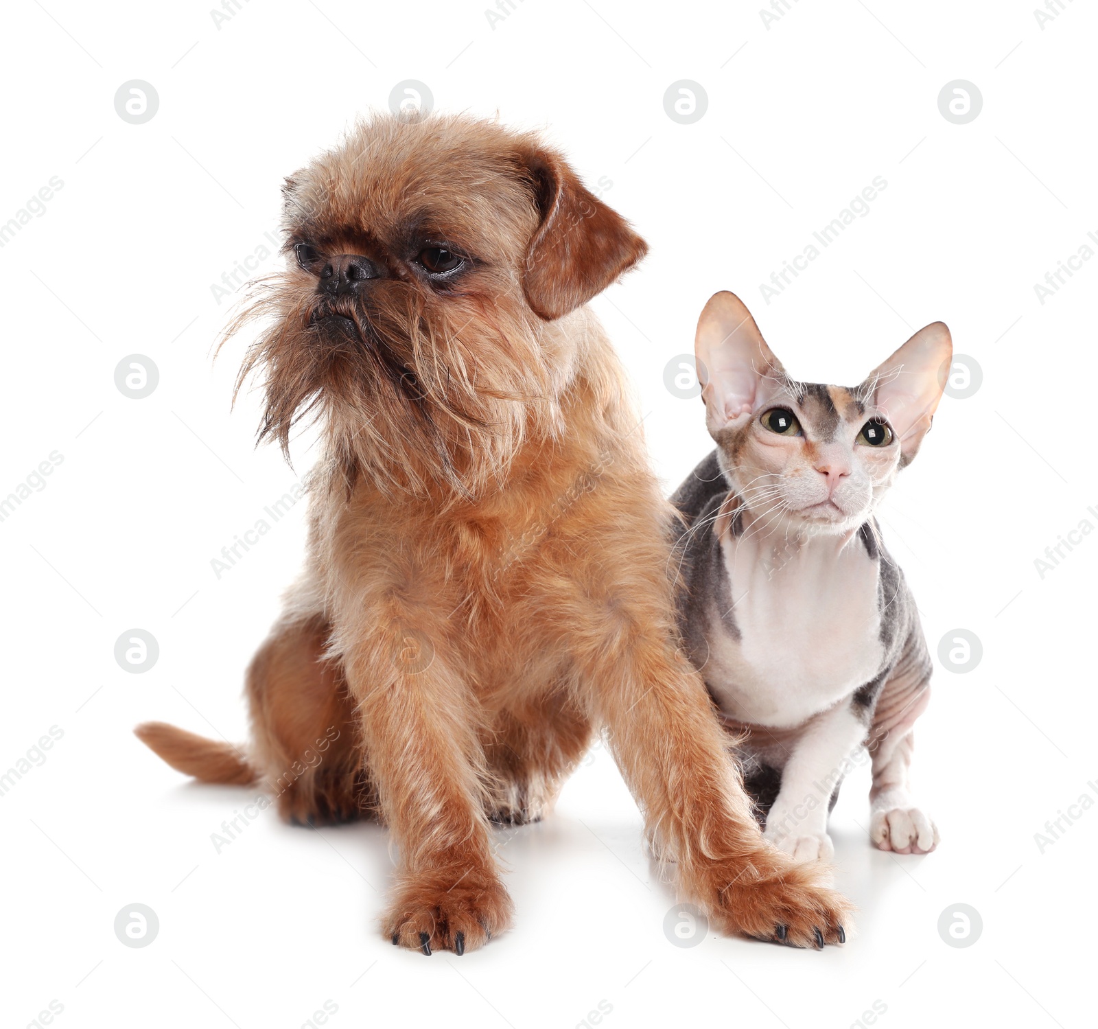 Photo of Adorable dog and cat together on white background. Friends forever