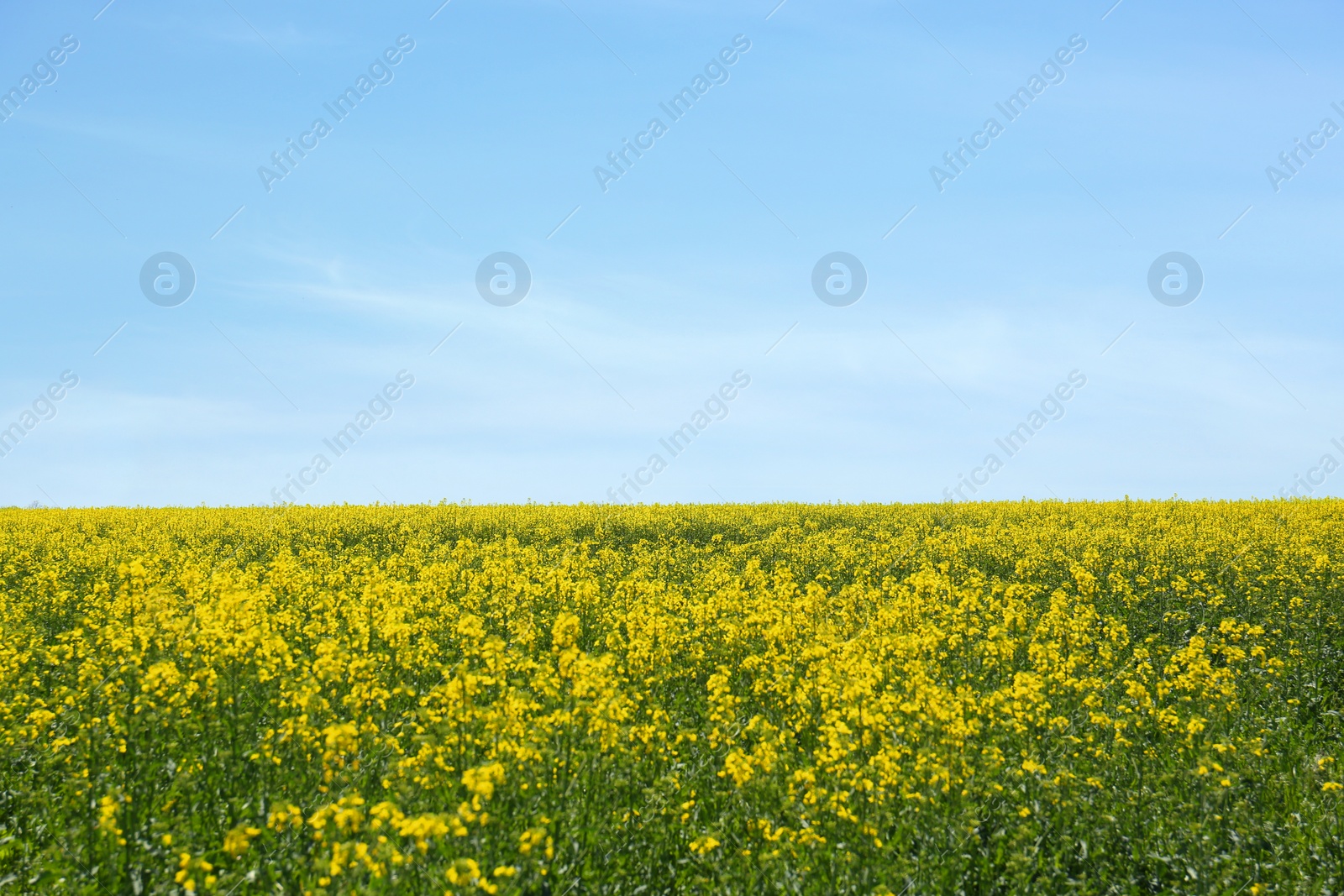 Photo of Beautiful view of blooming rapeseed field on sunny day