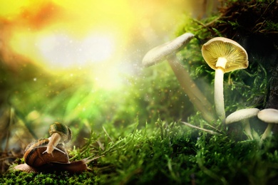 Image of Fantasy world. Mushrooms and snails with magic lights in enchanted forest
