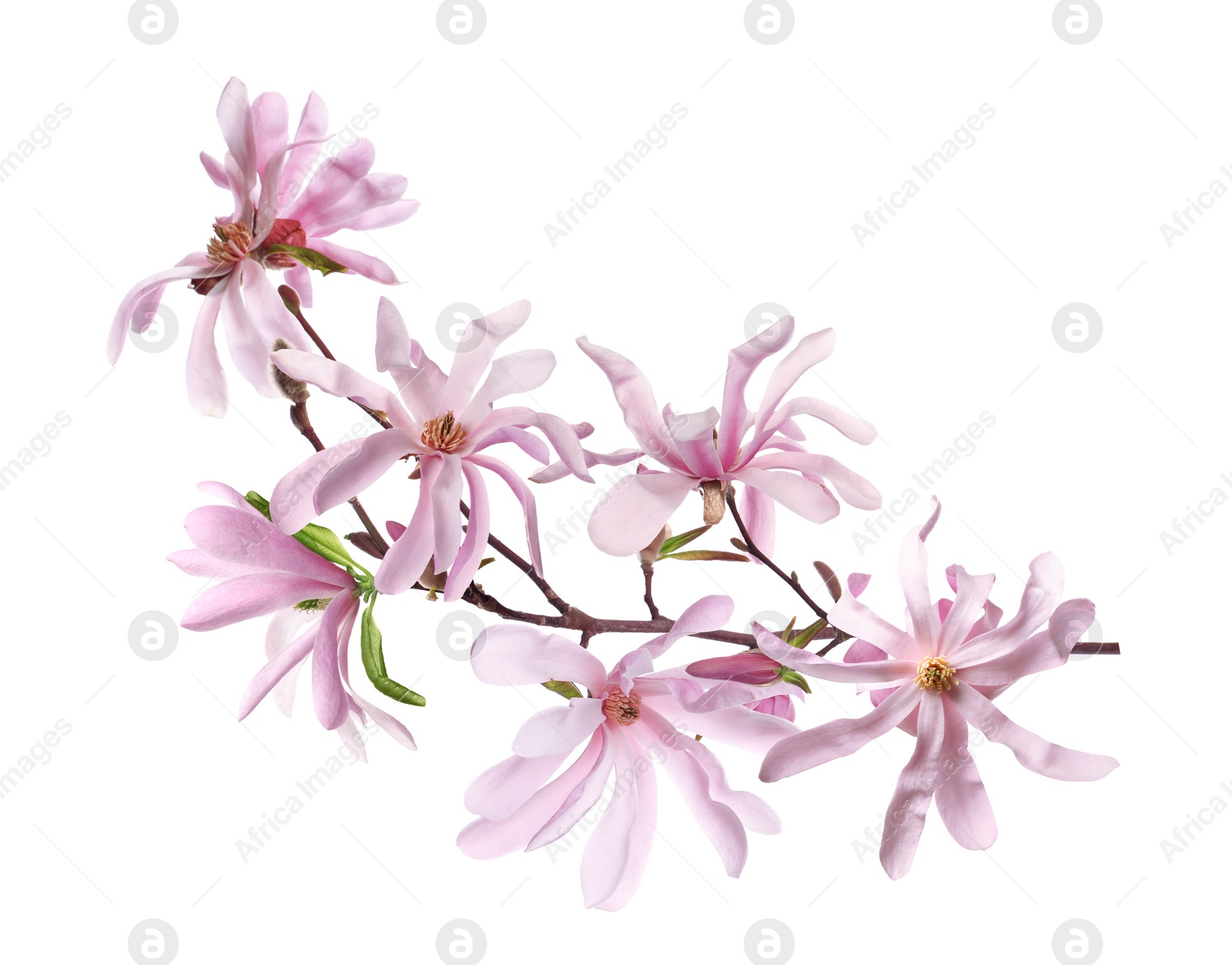 Image of Beautiful pink magnolia flowers on white background