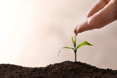 Photo of Woman pouring water on young seedling in soil against light background, closeup