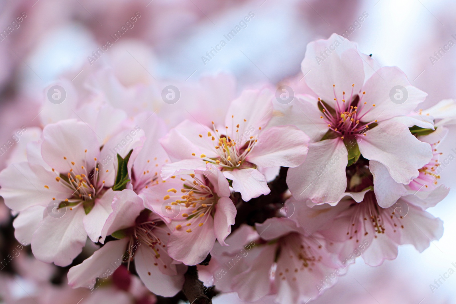 Photo of Delicate spring pink cherry blossoms on tree outdoors, closeup