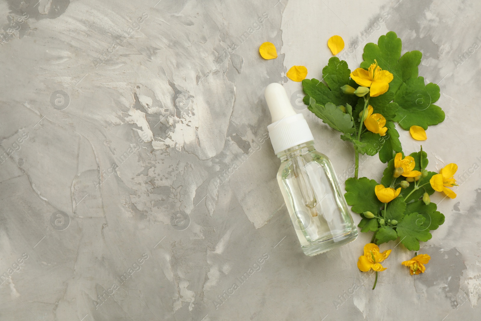 Photo of Bottle of natural celandine oil near flowers on light grey stone table, flat lay. Space for text