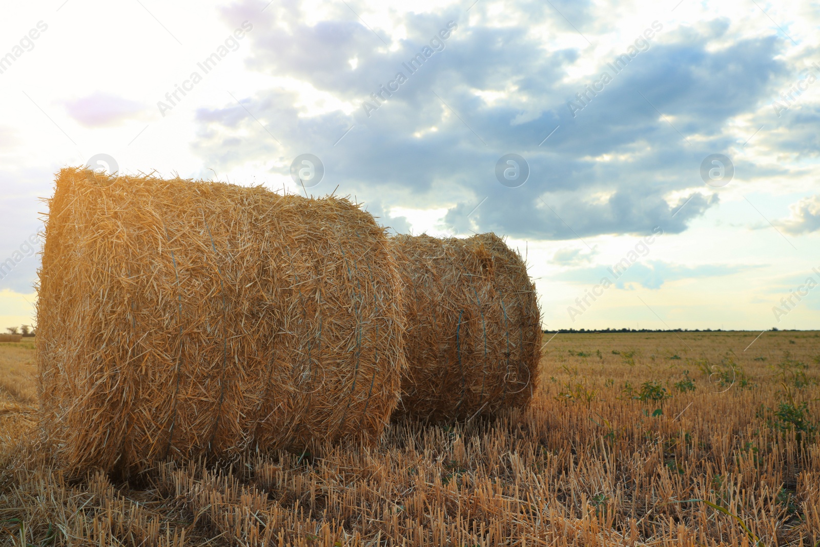 Photo of Beautiful view of agricultural field with hay bales