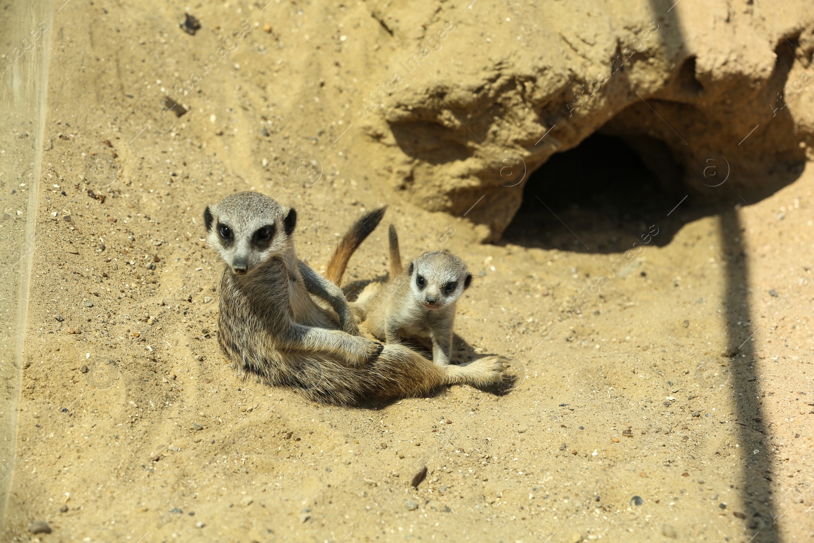 Photo of Cute meerkats at enclosure in zoo on sunny day