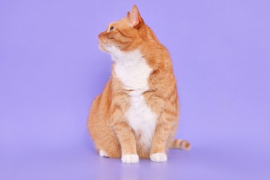 Photo of Adorable red fluffy cat on lilac background