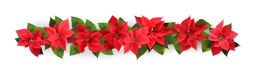 Image of Christmas traditional Poinsettia flowers on white background, top view. Banner design 