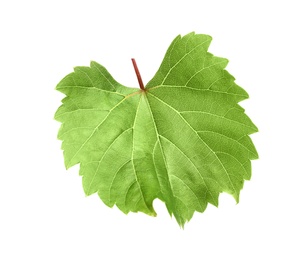 Photo of Fresh green grape leaf on white background