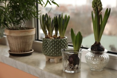 Spring is coming. Different plants on windowsill indoors