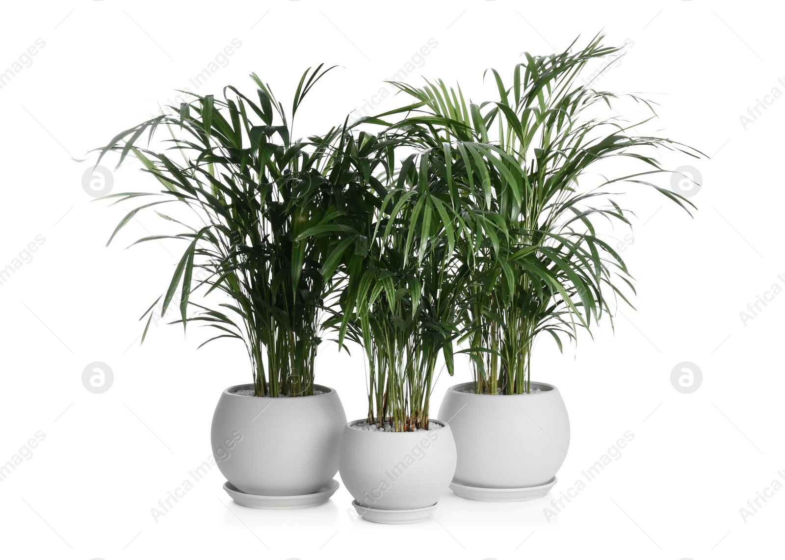 Photo of Beautiful exotic house plants on white background