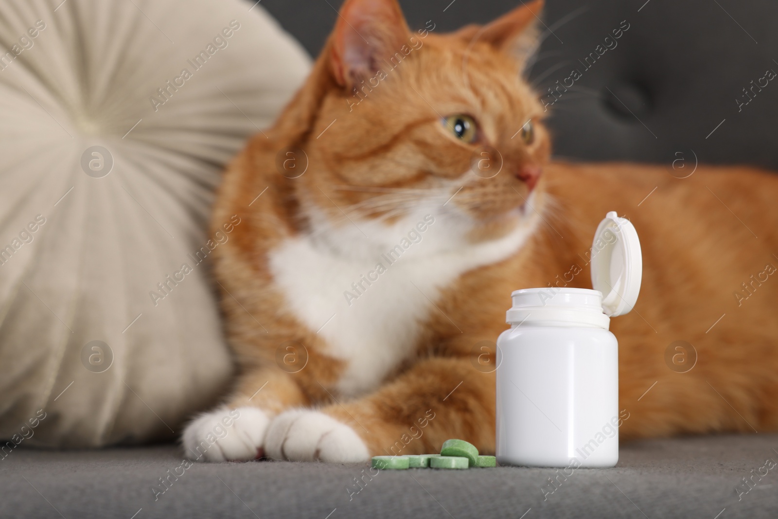 Photo of Cute ginger cat and vitamin pills on couch indoors, selective focus