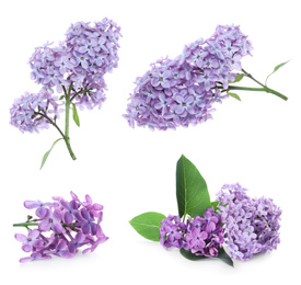 Set of fragrant lilac flowers on white background