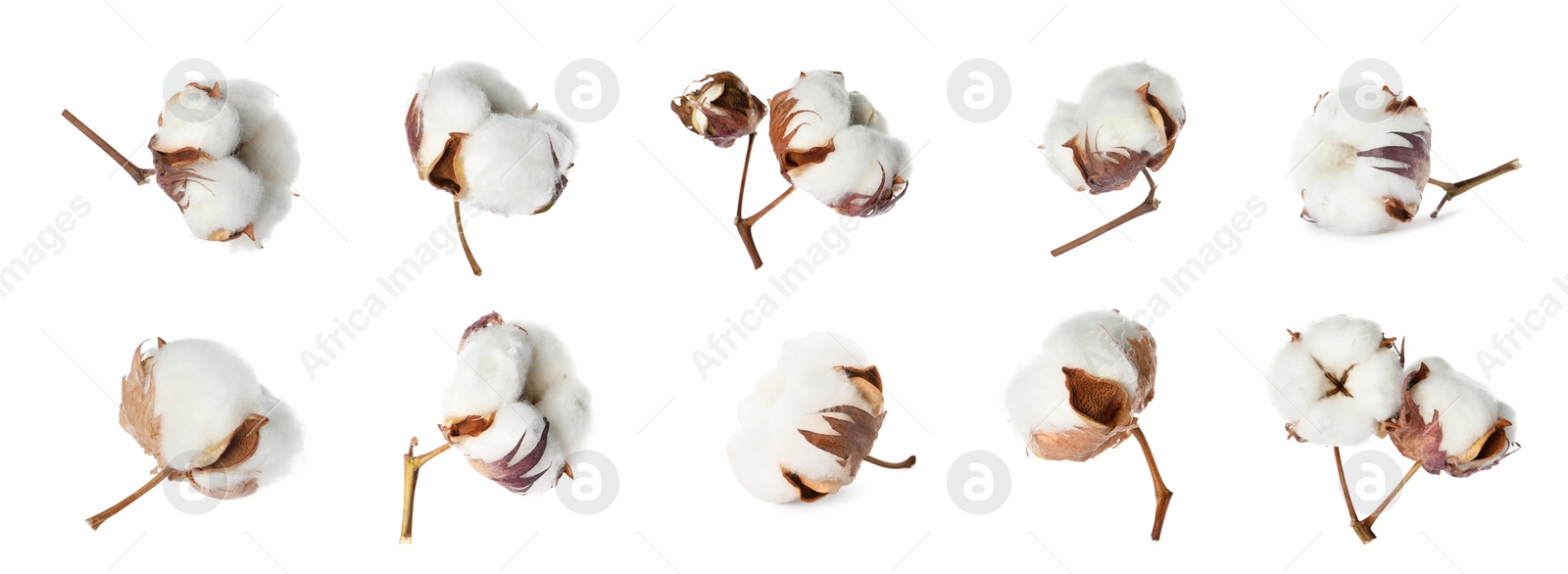 Image of Set with fluffy cotton flowers on white background. Banner design