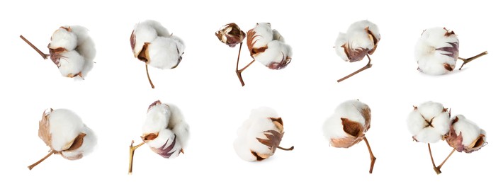 Set with fluffy cotton flowers on white background. Banner design