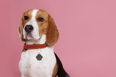 Photo of Adorable Beagle dog in stylish collar with metal tag on pink background. Space for text