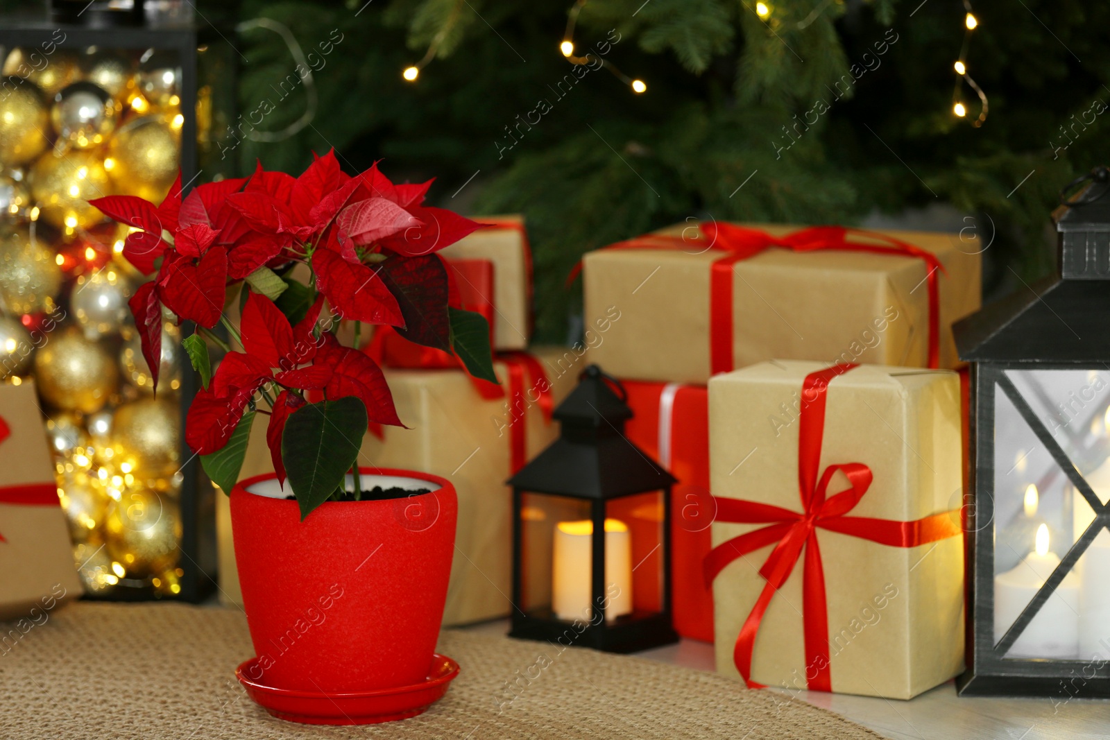 Photo of Potted poinsettia, burning candle and gift boxes near tree on floor in room. Christmas traditional flower