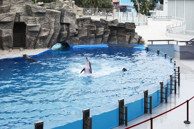 Dolphins swimming in pool at marine mammal park