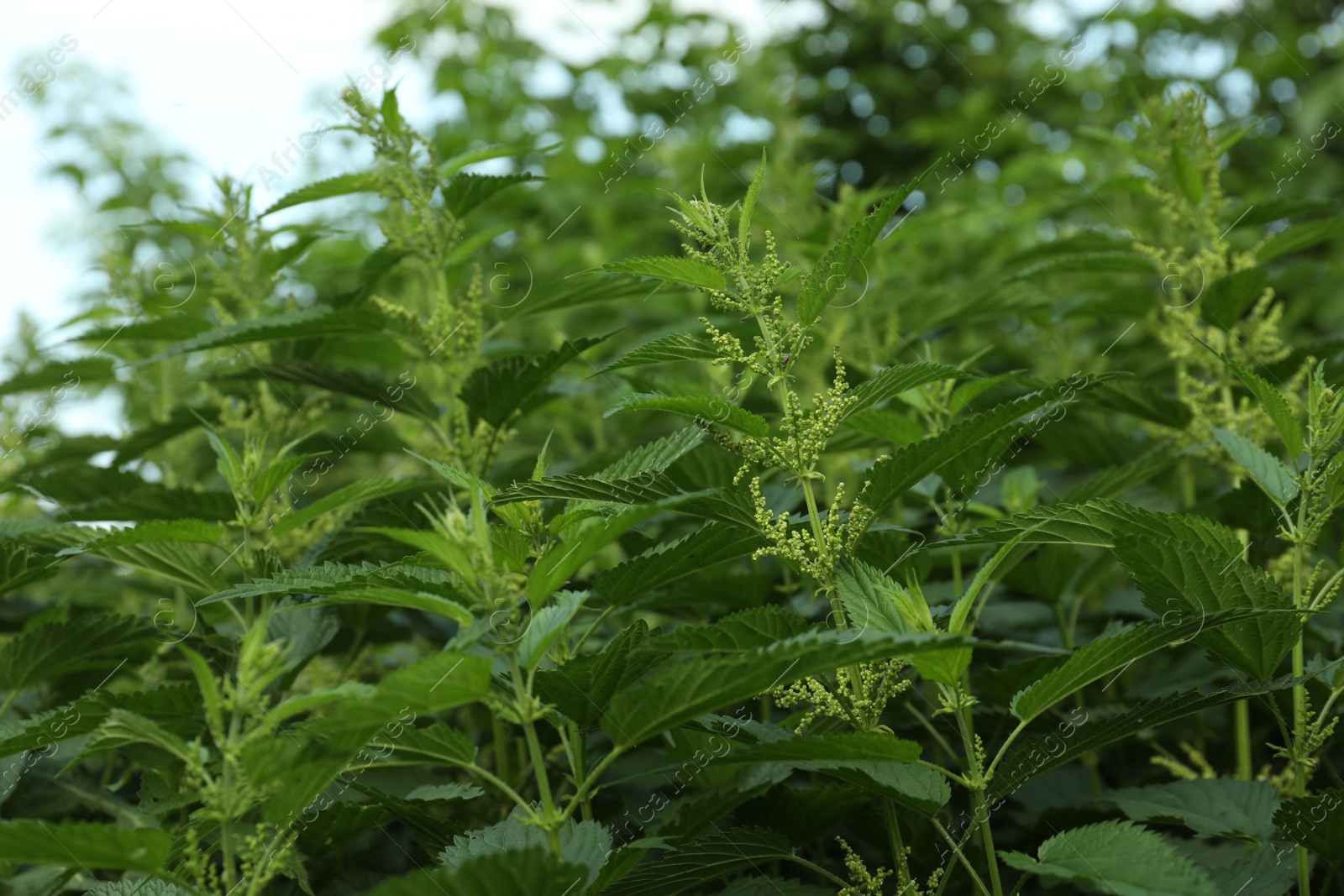 Photo of Beautiful green stinging nettle plants growing outdoors