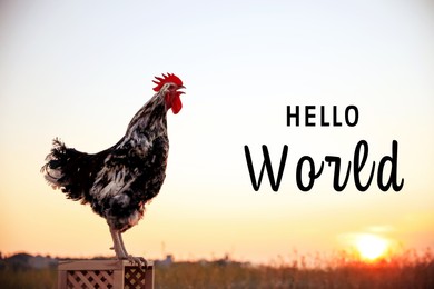 Image of Hello World. Big domestic rooster on wooden stand at sunrise