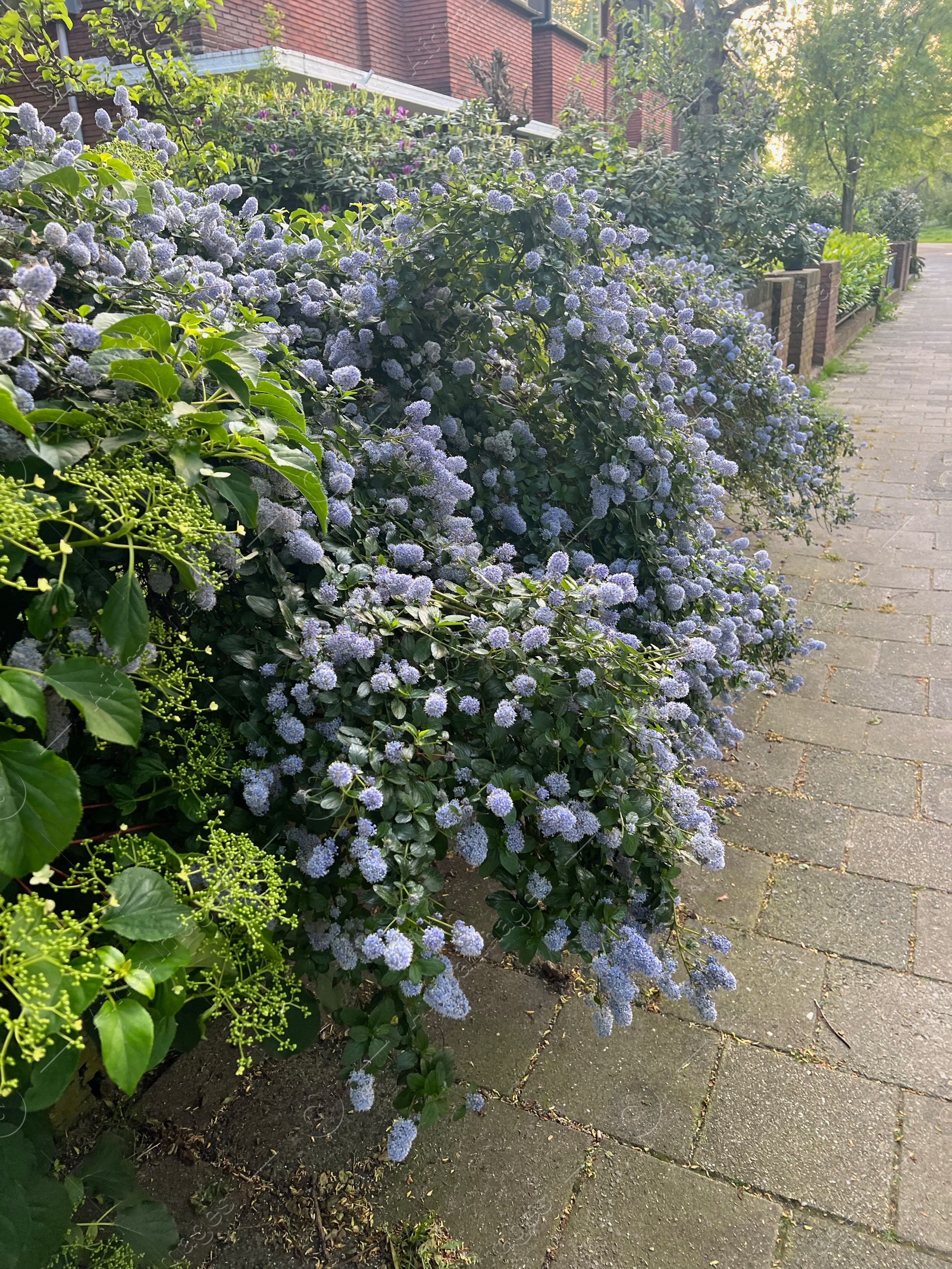 Photo of Beautiful view of ceanothus shrub growing near pathway outdoors