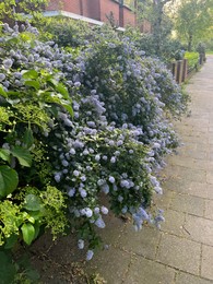 Photo of Beautiful view of ceanothus shrub growing near pathway outdoors