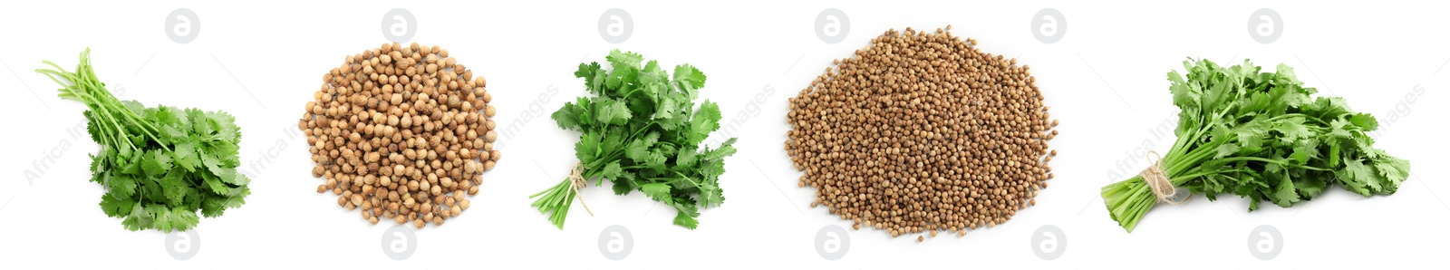 Image of Set with fresh green coriander leaves and dried seeds on white background. Banner design