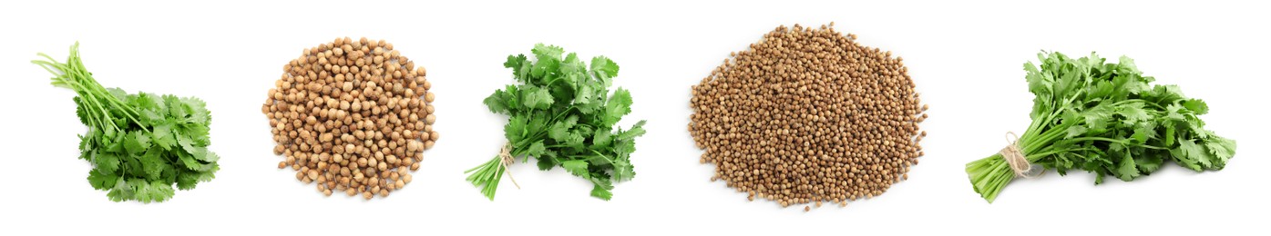 Image of Set with fresh green coriander leaves and dried seeds on white background. Banner design