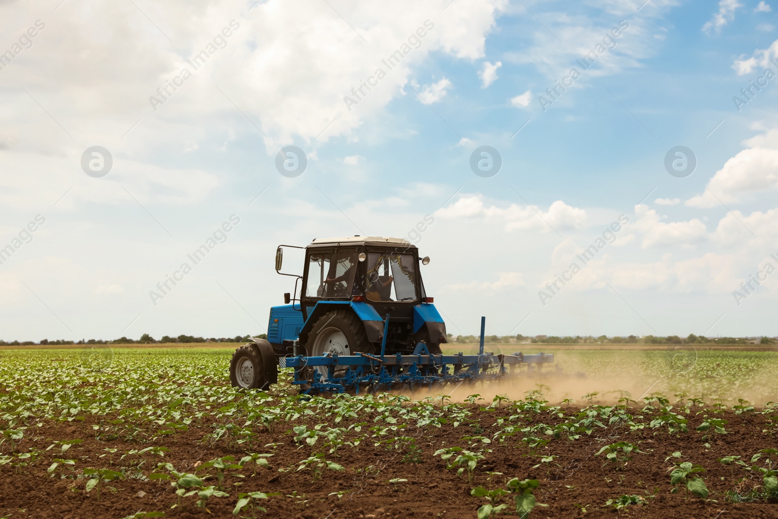 Photo of Modern tractor cultivating field of ripening sunflowers. Agricultural industry