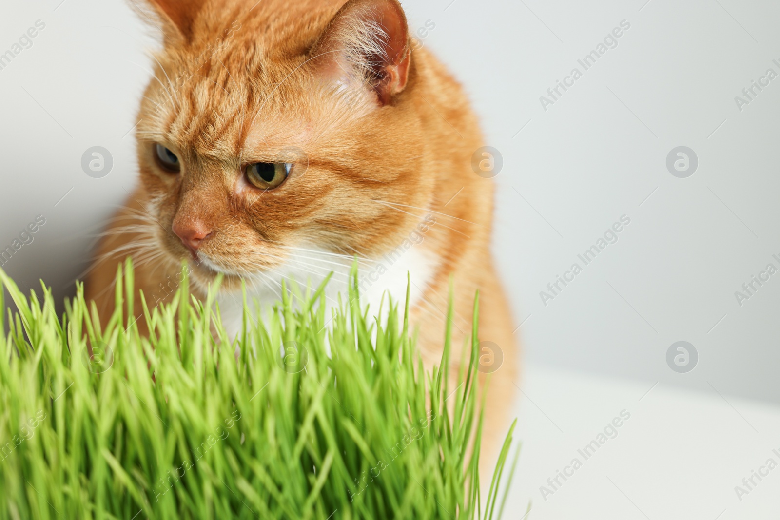 Photo of Cute ginger cat and green grass near light grey wall, closeup. Space for text