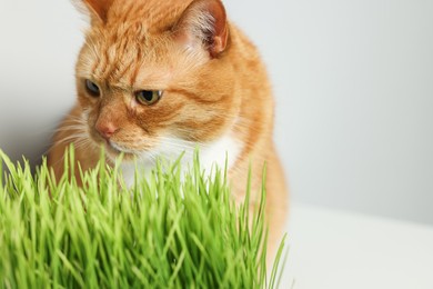 Cute ginger cat and green grass near light grey wall, closeup. Space for text