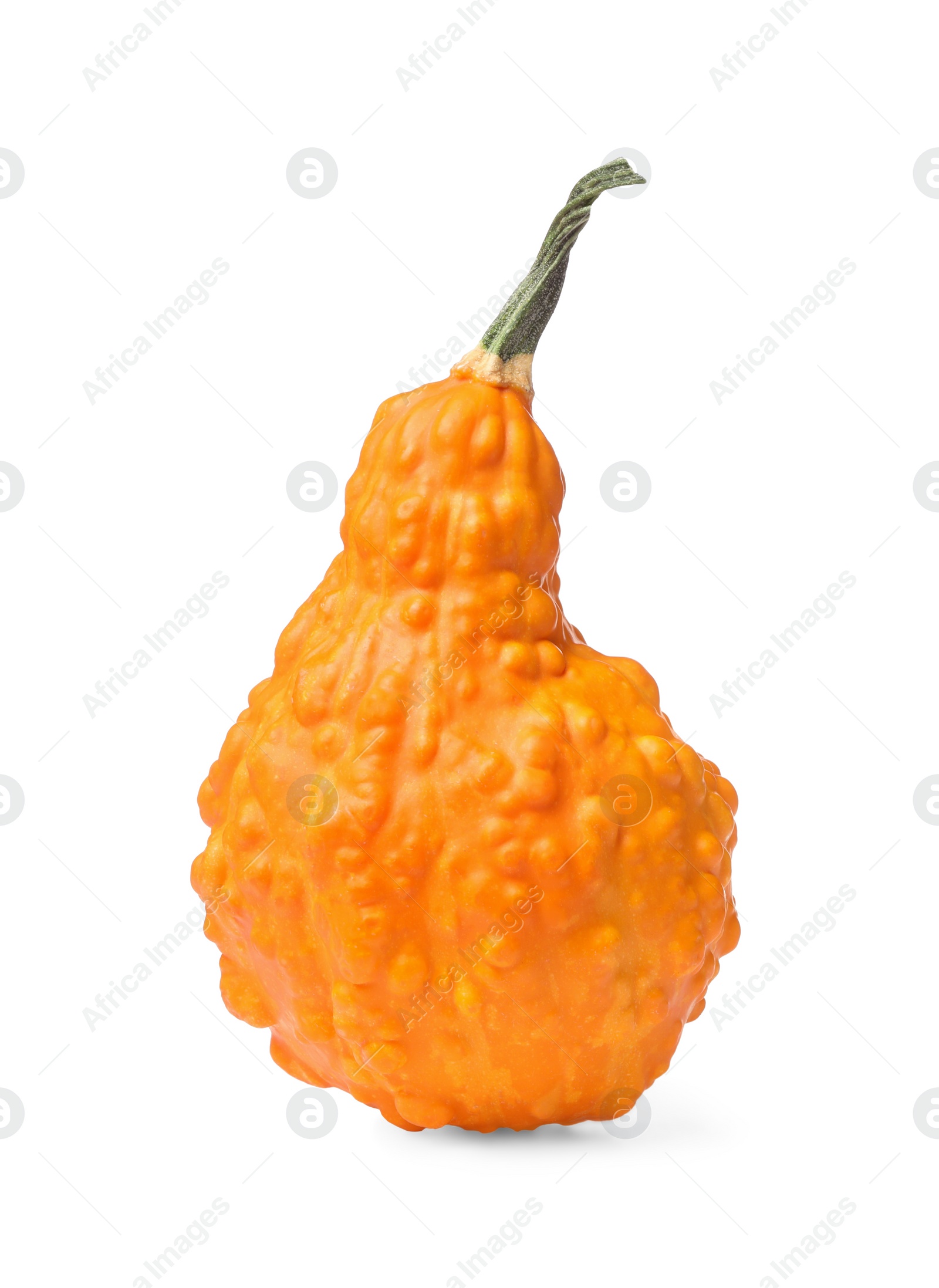 Photo of One fresh orange pumpkin isolated on white