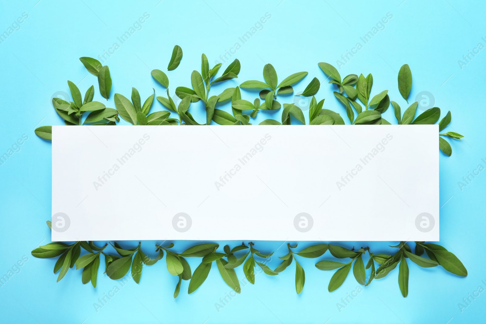 Photo of Blank card with green leaves on color background