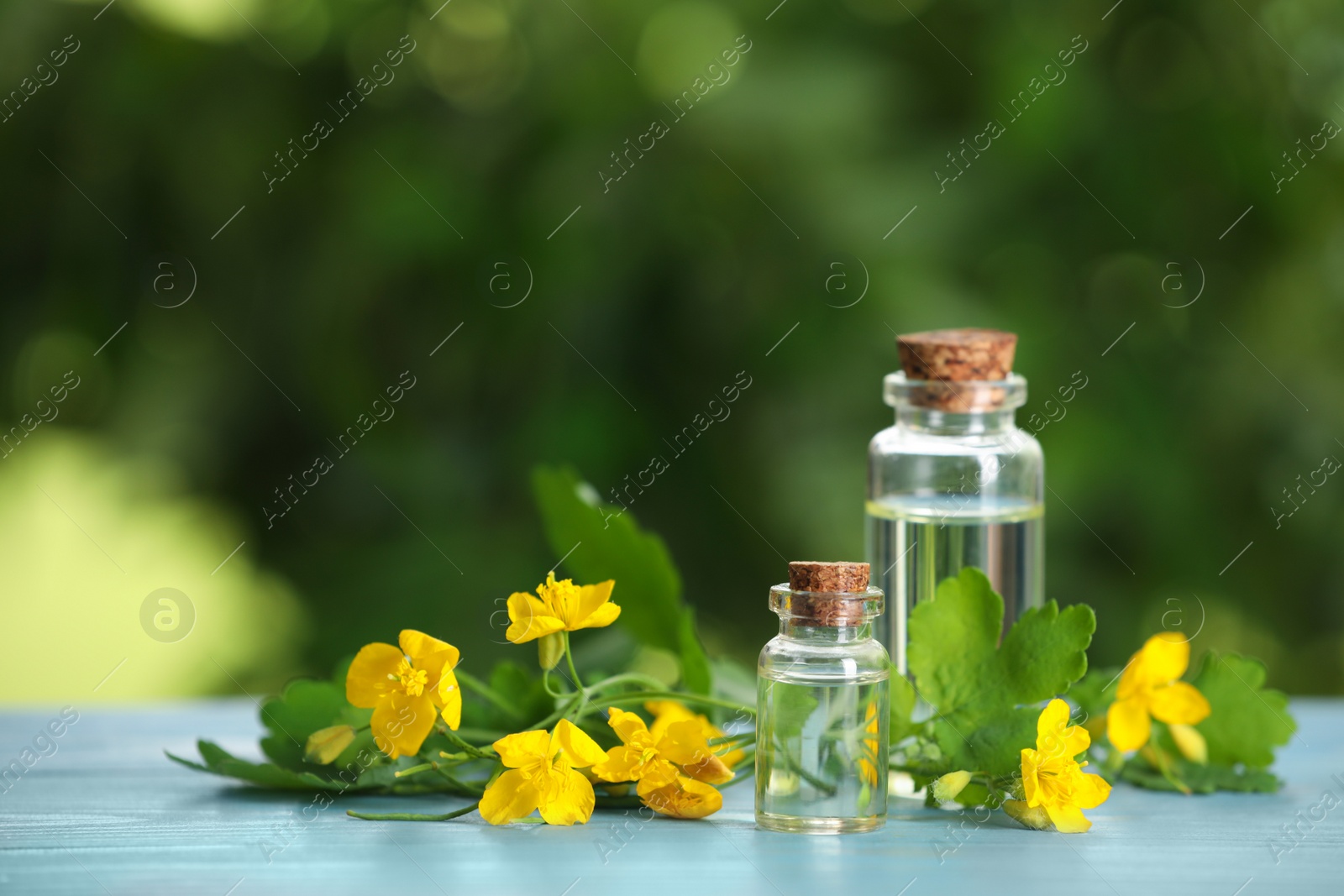 Photo of Bottles of natural celandine oil near flowers on light blue wooden table outdoors