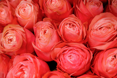 Beautiful fresh bright roses as background, closeup. Floral decor