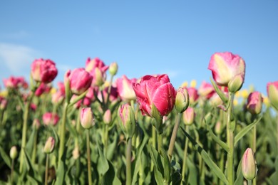 Photo of Beautiful pink tulip flowers growing in field on sunny day, closeup