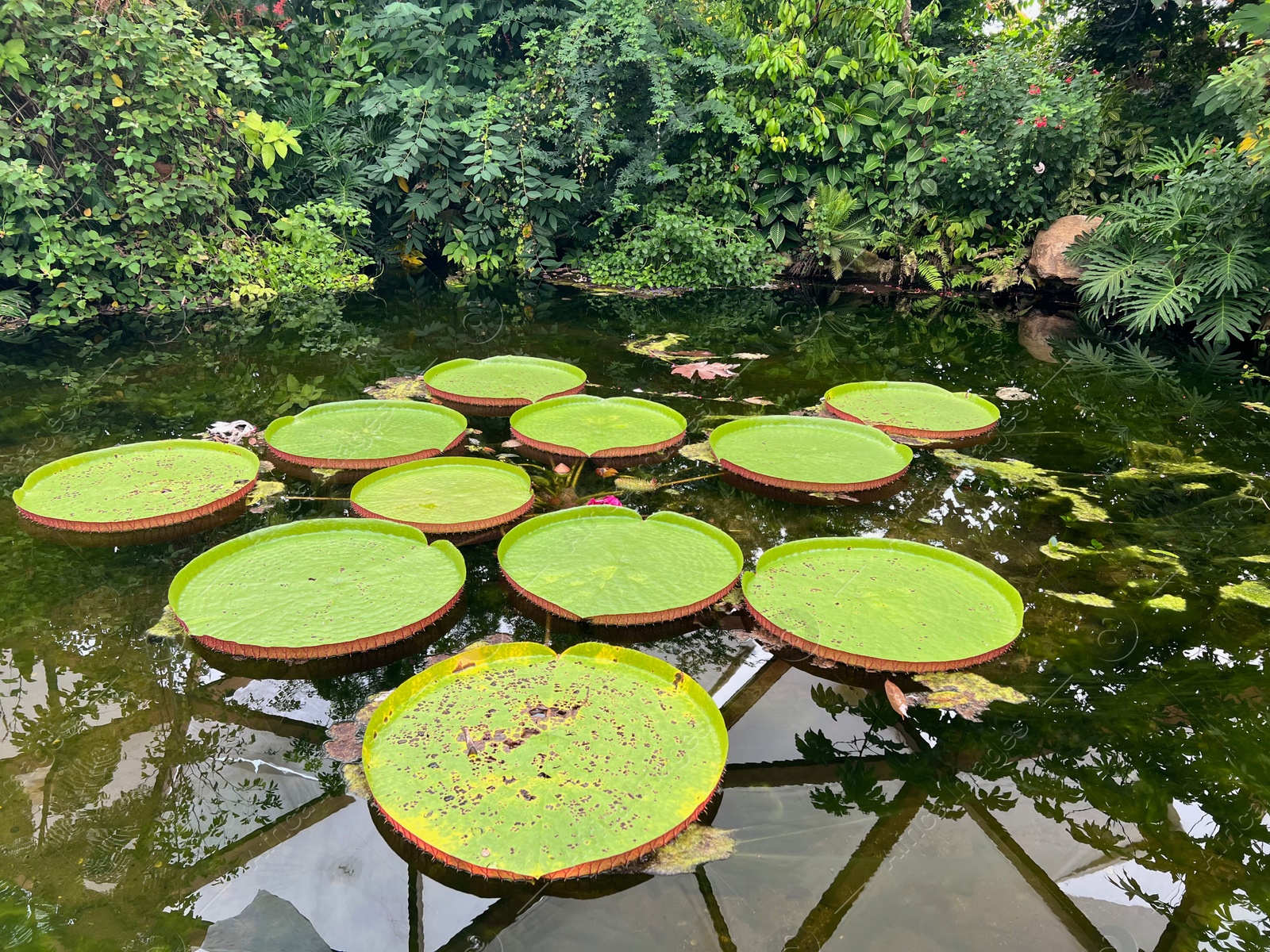 Photo of Pond with beautiful Queen Victoria's water lily leaves