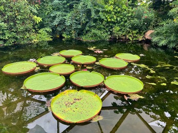 Pond with beautiful Queen Victoria's water lily leaves