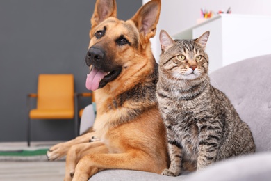 Photo of Adorable cat and dog resting together on sofa indoors. Animal friendship