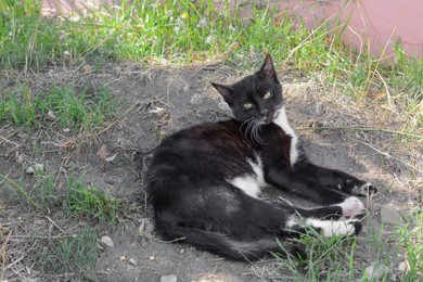 Photo of Black and white cat resting outdoors on sunny day. Space for text